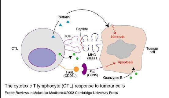ενεργοποιημένα CTLs εκφράζουν επίσης τον FasL, ο οποίος