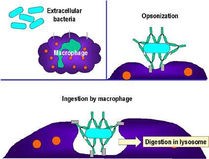 οψωνίνωση φαγοκυττάρωση