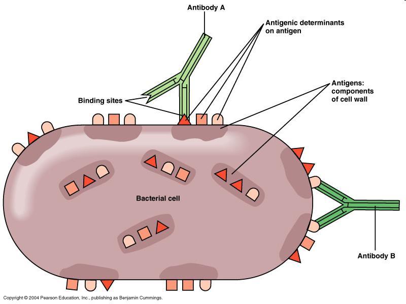 αντιγόνα είναι μόρια (συνήθως πρωτεΐνικά ή πολυσακχαριδικά) που βρίσκονται πάνω στα παθογόνα (μικρόβια, ιοί, μύκητες, παράσιτα) μη «ίδια» κύτταρα