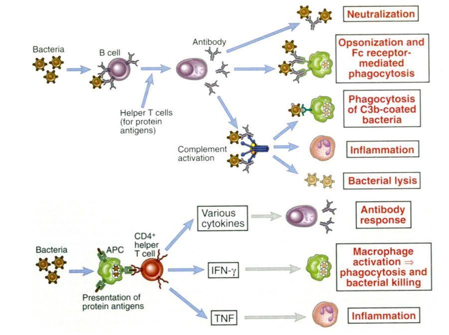 επίκτητη ανοσία στα εξωκυττάρια βακτήρια χυμική ανοσία είναι ο κύριος προστατευτικός μηχανισμός