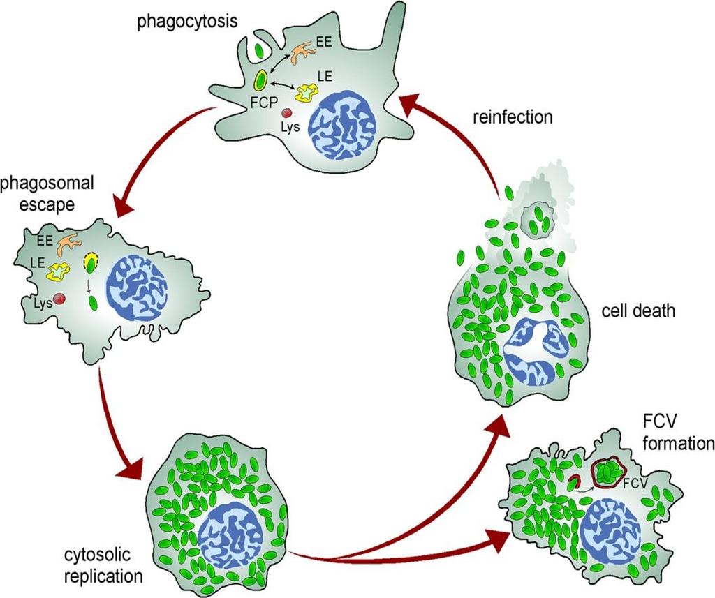 ενδοκυττάρια βακτήρια ικανότητα να επιβιώνουν και πολλαπλασιάζονται εντός των φαγοκυττάρων δεδομένου ότι είναι απροσπέλαστα από