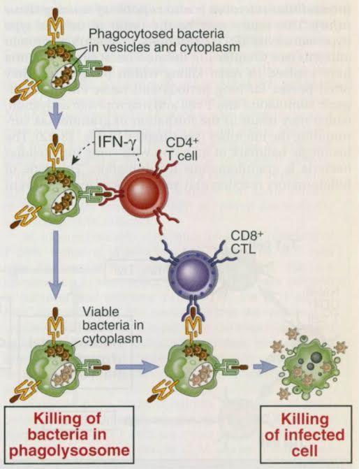 επίκτητη ανοσία στα ενδοκυττάρια βακτήρια κύριος προστατευτικός μηχανισμός Τ-κυτταροεξαρτώμενη ανοσία CD4+ T κύτταρα: