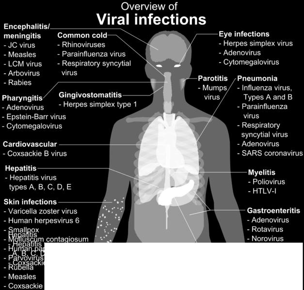 θάνατο του κυττάρου («λυτική» λοίμωξη) ιοί προκαλούν επίσης λανθάνουσες λοιμώξεις (ισορροπία