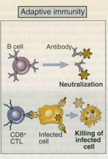 επίκτητη ανοσία στους ιούς Abs (εξουδετερωτικά): εμποδίζουν σύνδεση και κατά συνέπεια την είσοδο του ιού στα κύτταρα του ξενιστή