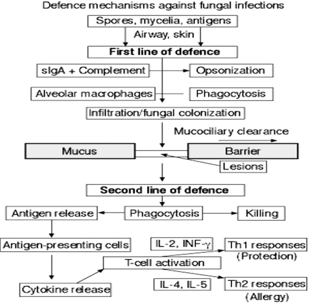 επίκτητη ανοσία στους μύκητες κυτταρικού τύπου ανοσία: κυριότερος μηχανισμός παραγωγή