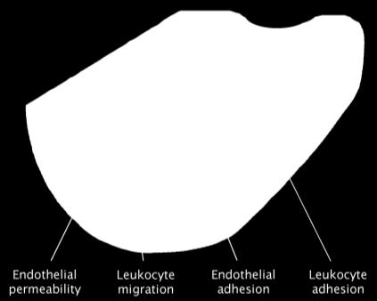 molecules Earliest changes preceding atherosclerotic lesions Migration of leukocytes into the artery wall These changes lead to