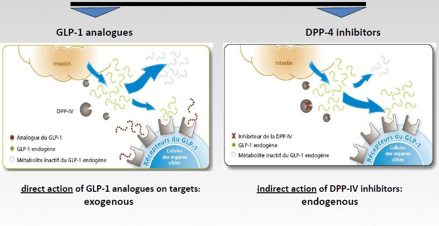 ΘΕΡΑΠΕΙΑ με ΙΝΚΡΕΤΙΝΕΣ Ανάλογα - GLP-1 liraglutide- Μιμητικά GLP-1 exenatide Αναστολείς DPP-4 sitagliptin
