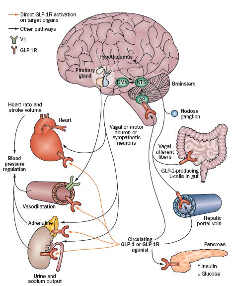 The Role of GLP-1 Sivertsen, J. et al.