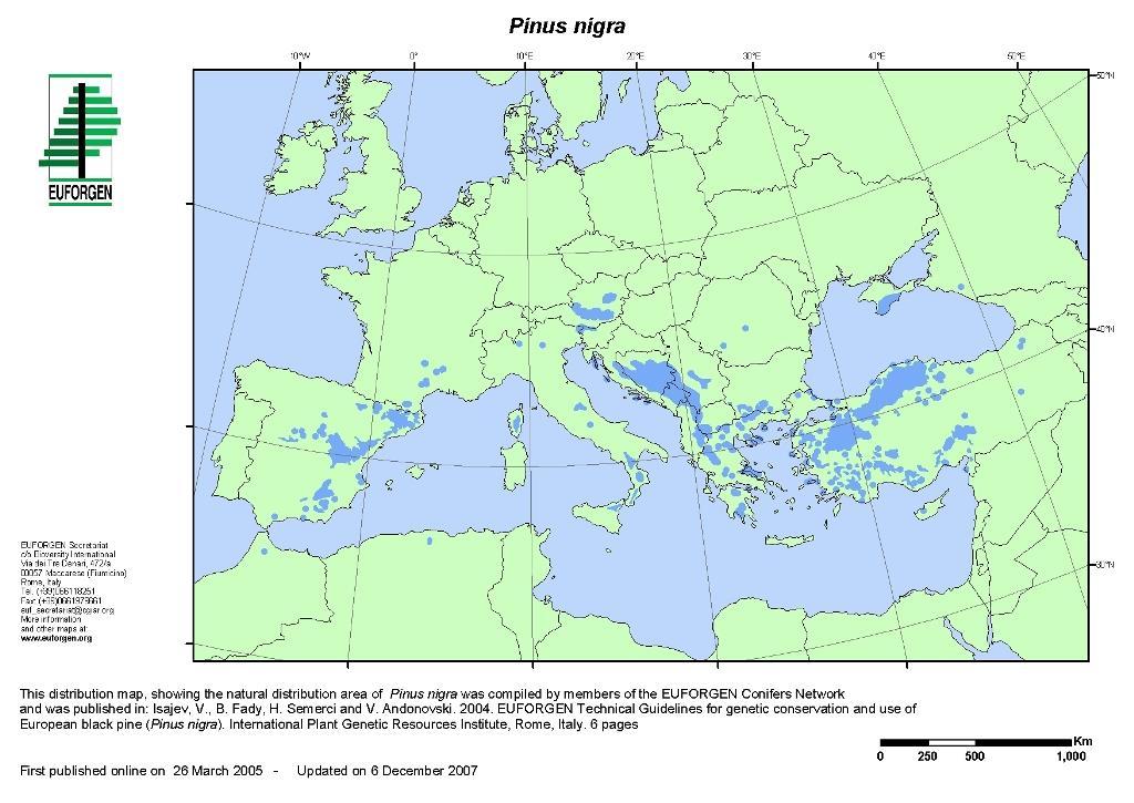 Εικόνα 2: Γεωγραφική εξάπλωση μαύρης πεύκης (EUFORGEN 2007) ΣΗΜΑΝΤΙΚΟΤΗΤΑ ΚΑΙ ΧΡΗΣΗ Η μαύρη πεύκη είναι ένα από τα οικονομικά σημαντικότερα ιθαγενή κωνοφόρα στη Ν. Ευρώπη.