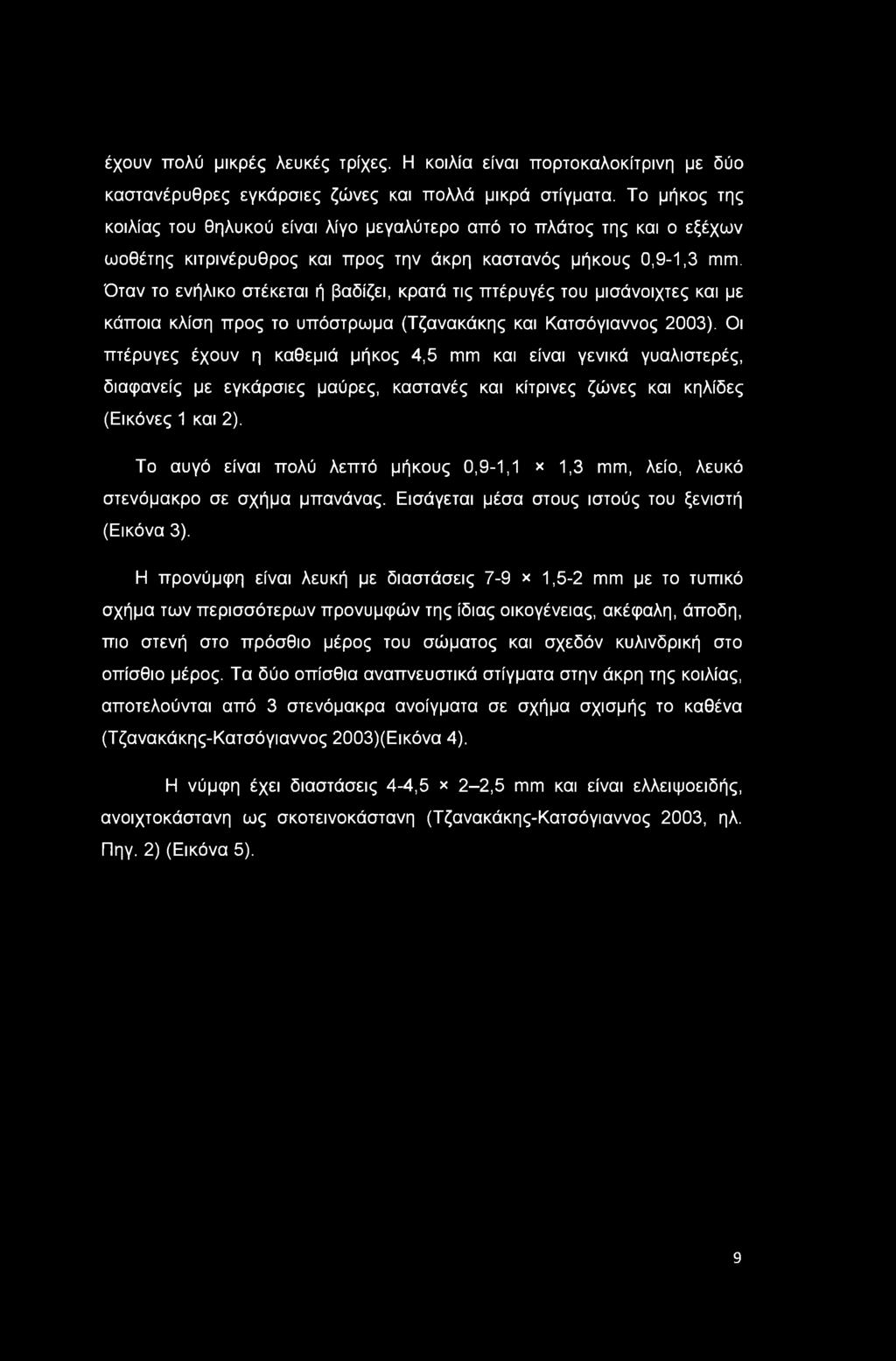 Όταν το ενήλικο στέκεται ή βαδίζει, κρατά τις πτέρυγές του μισάνοιχτες και με κάποια κλίση προς το υπόστρωμα (Τζανακάκης και Κατσόγιαννος 2003).