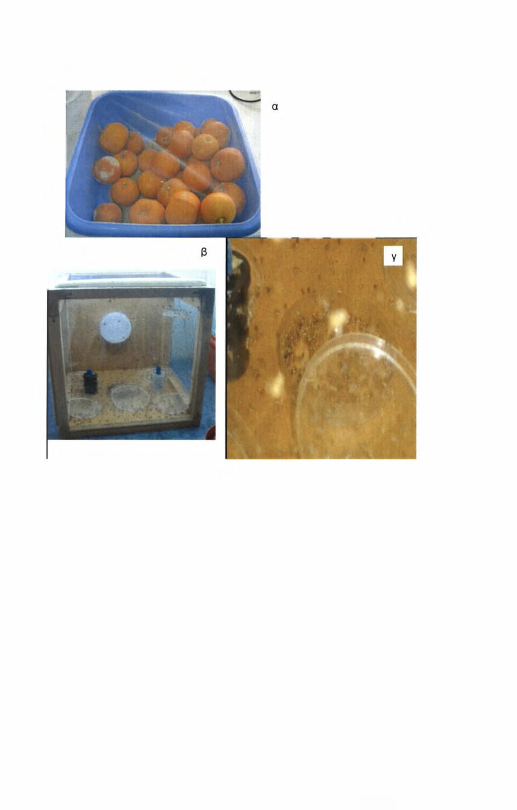 Εικόνα 11. Προσβεβλημένοι καρποί πάνω σε αποστειρωμένη άμμο μέσα σε λεκάνη (α). Ξύλινα κλουβιά με νύμφες μέσα σε τριβλία (β) και ενήλικα άτομα που μόλις έχουν εξέλθει από το νυμφικό περίβλημα (γ). 2.