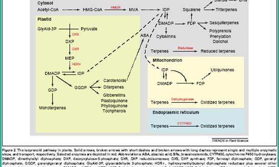Η βιοσύνθεση τερπενοειδών στα φυτά μπορεί να χρησιμοποιεί πολλά πιθανά