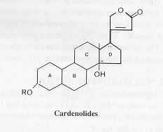 Καρδενολίδια Στεροειδή γλυκοσίδια με πικρή γεύση, τοξικά σε