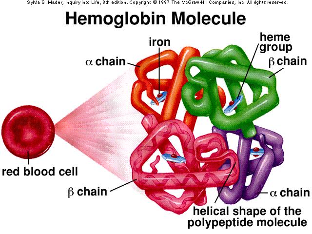 Α.1 Αιμοσφαιρίνη: Δομή, λειτουργία, μορφές Το αίμα στα σπονδυλωτά αποτελείται από κύτταρα (ερυθροκύτταρα και λευκοκύτταρα) που αιωρούνται στο πλάσμα και αιμοπετάλια, τα οποία είναι κυτταρικά