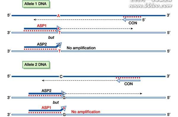 Εικόνα 15:PCR ARMS με 3 εκκινητές (Προσαρμογή από: Human Molecular Genetics, Garland Science 2004)