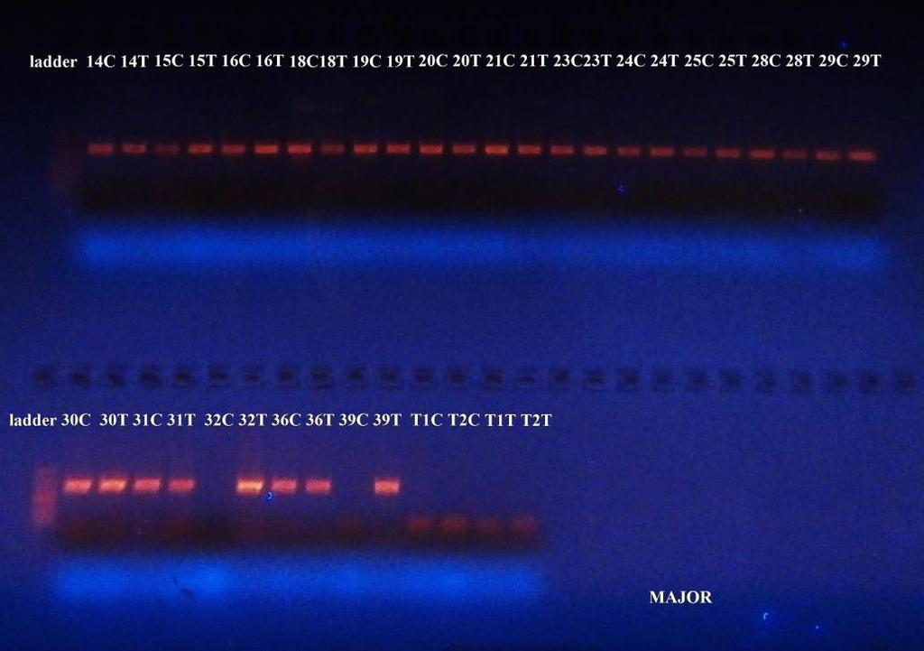 Αρχικά, φαίνεται η PCR gradient που πραγματοποιήθηκε για τον εντοπισμό της καταλληλότερης θερμοκρασίας υβριδοποίησης των εκκινητών για τις αντιδράσεις PCR που θα πραγματοποιούνταν ώστε να παραχθούν