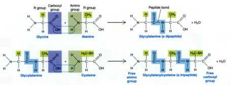 Πώς σχηματίζονται οι πρωτεΐνες;; Η σύνδεση των αμινοξέων για τη