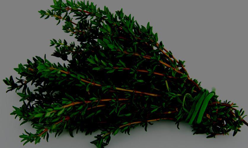 ΚΕΦΑΛΑΙΟ ΤΕΤΑΡΤΟ Θυμάρι Thymus vulgaris L. Οικογένεια : Lamiaceae Labiatae Εικόνα 4.1 