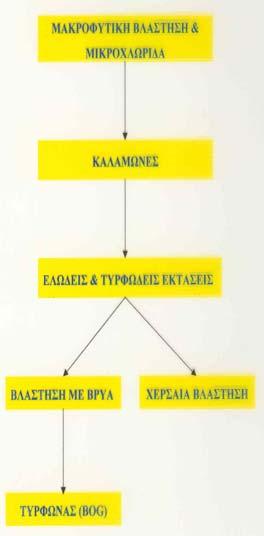 Ο Ευτροφισμός: αποτελεί φυσικό μέρος της Λιμναίας ιαδοχής (Succession) δηλ.