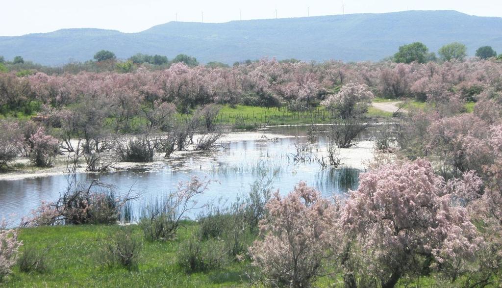 Λευκίμης Σουφλίου (Εικόνα: 2.3) που βρίσκεται στο νοτιοανατολικό άκρο της οροσειράς της Ροδόπης.