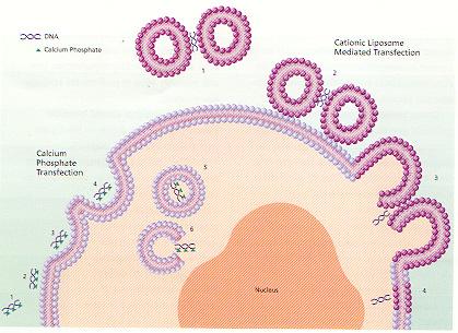 115 κατακρηµνισµάτων DNA µε φωσφορικό ασβέστιο. Το κατακρηµνίσµατα αυτά διαπερνούν την κυτταροπλασµατική µεµβράνη πιθανώς µε ενδοκύττωση.