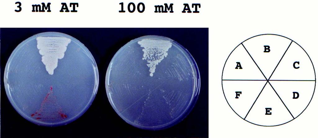 124 Σχήµα 3.1. Η SRPK1a αλληλεπιδρά εξειδικευµένα µε την πρωτεΐνη SAF-B1 στη ζύµη. Το στέλεχος pj69-4a του S.