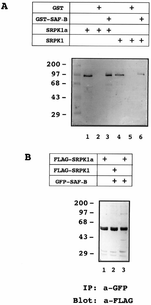 126 Σχήµα 3.2. Αλληλεπίδραση µεταξύ SRPK1a και SAF-B1 in vitro και in vivo σε κύτταρα θηλαστικών.