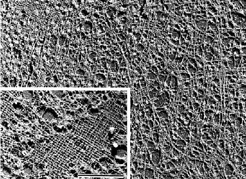 πυρηνικοί πόροι (nuclear pore complexes), η πυρηνική λάµινα (βέλος) καθώς και η φυσική συνέχεια του πυρηνικού φακέλου στο κυτταρόπλασµα, το ενδοπλασµατικό δίκτυο