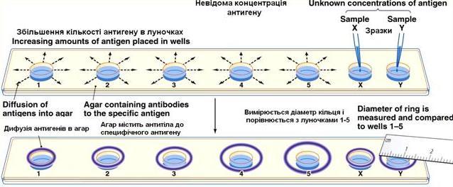 Κυκλοτερής ανοσοδιάχυση (Mancini) Unknown concentration of antigen Diffusion of antigens into agar Increasing amounts of antigen placed in wells Agar containing antibodies to the specific antigen