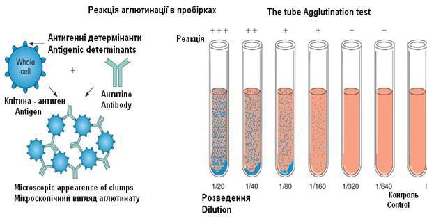 paratyphi a, b, c O: somatic antigen of S. typhi H: flagellar antigen of S.