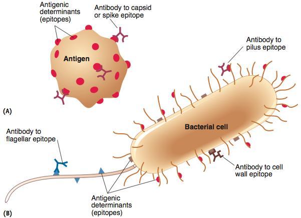 Ανοσοσφαιρίνες ή αντισώματα: γλυκοπρωτεΐνες που κυκλοφορούν στο αίμα και ενώνονται εξειδικευμένα με τα μικρόβια που