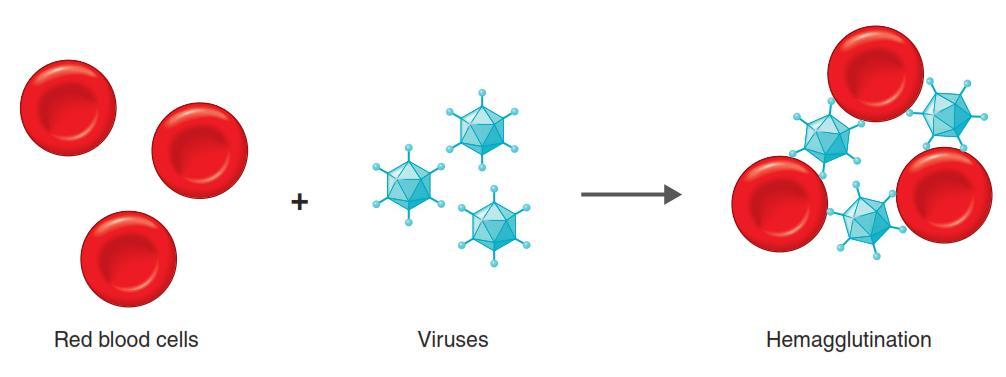 Αναστολή αιμοσυγκόλλησης Ιική αιμοσυγκόλληση: Ορισμένοι ιοί (π.χ. ιοί παρωτίτιδας, ιλαράς και γρίπης) προκαλούν συγκόλληση των ερυθρών αιμοσφαιρίων, χωρίς αντίδραση Ag-Ab.