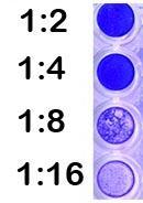 WNV infection: Plaque reduction since virus is neutralized Example results using infected