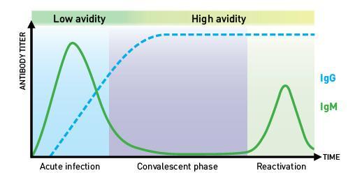 IgG avidity test και CMV λοίμωξη Διαφοροποίηση πρόσφατης (οξείας) από παρελθούσα λοίμωξη Περίπτωση 1 Περίπτωση 2 CMV IgG + + CMV IgM + + CMV IgG avidity Χαμηλή Υψηλή Ερμηνεία Πρωτοπαθής λοίμωξη