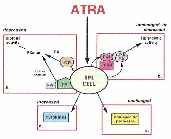 7. Η δράση του All-trans-ρετινοϊού οξέως (ΑΤΡΑ) στον καρκινικό πηκτικό παράγοντα και τον ιστικό παράγοντα. Στην Εικόνα 1, φαίνονται οι κύριες αιµοστατικές ιδιότητες των Μ3 λευχαιµικών κυττάρων.