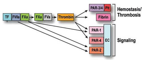 Η ενεργοποίηση των υποδοχέων PAR (protease activated