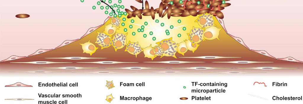 myofibroblasts migration and