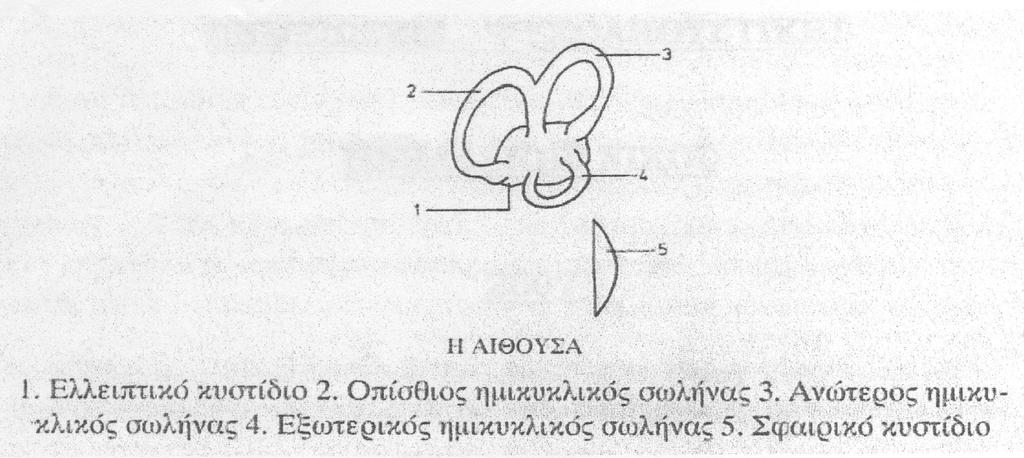 το ελλειπτικό κυστίδιο που οργανώνει τις κινήσεις κυρίως στον τομέα του οριζόντιου και ιδιαίτερα στο επίπεδο του κεφαλιού.