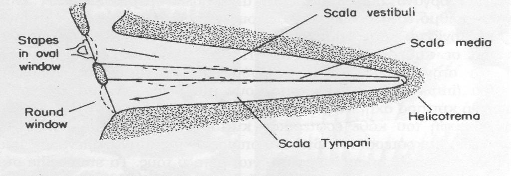 βλέπουμε τον κοχλία σε έκταση. Παρατηρούμε ότι αποτελείται από την scala vestibule, την scala media και την scala tympani. Σχήμα 1.