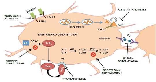 Τ μ ρμ ρησ μ η ρό η η ρ ω ρ μβω ρ έσσε ε η ε ησ : η σ η σ ε η σ εσ ε ση σ ε ADP έ σ ε έ Gp IIb/IIIa. η ό σ ό ε η έ η η η ε ε ε. Ε ό ό έ ε η η η ε ό ε ε ηση σ έ έ η β η PAR-1 (Ε ό 1.2). Ε ό 1.
