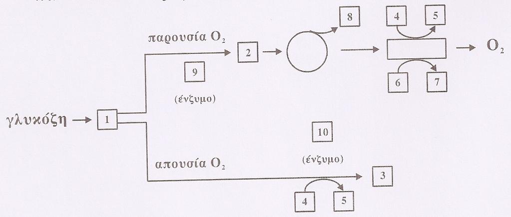 ΘΕΜΑ. ίνεται το παρακάτω διάγραµµα αποικοδόµησης της γλυκόζης σε µυϊκά κύτταρα σπονδυλωτών, παρουσία και απουσία οξυγόνου.