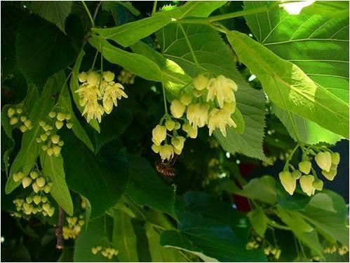 Τίλιο Ανήκει στην οικογένεια Τιλιίδη (Tiliaceae). Είναι γνωστό και με τα ονόματα τίλια, φλαμουριά, φιλύρα, φιλούρα, σφεντάμι, λίπα, φλουριά. Είναι φυλλοβόλο δέντρο μέτριο έως μεγάλου ύψους 15-25 m.