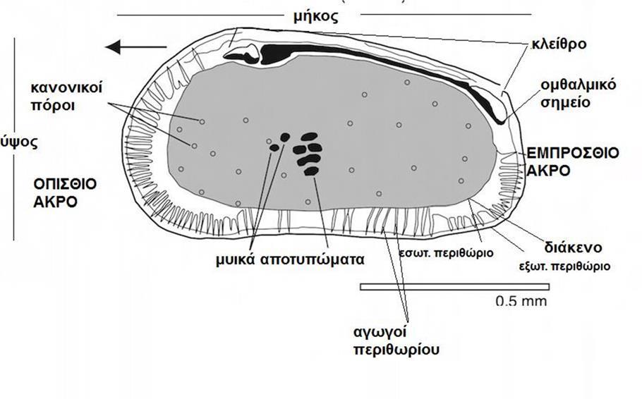Εικόνα 18. Χαρακτηριστικά οστρακώδους 3.3.2 Τρηματοφόρα Είναι οργανισμοί μονοκύτταροι, θαλάσσιοι και μόνο λίγοι αντιπρόσωποί τους ζουν σε υφάλμυρα νερά.