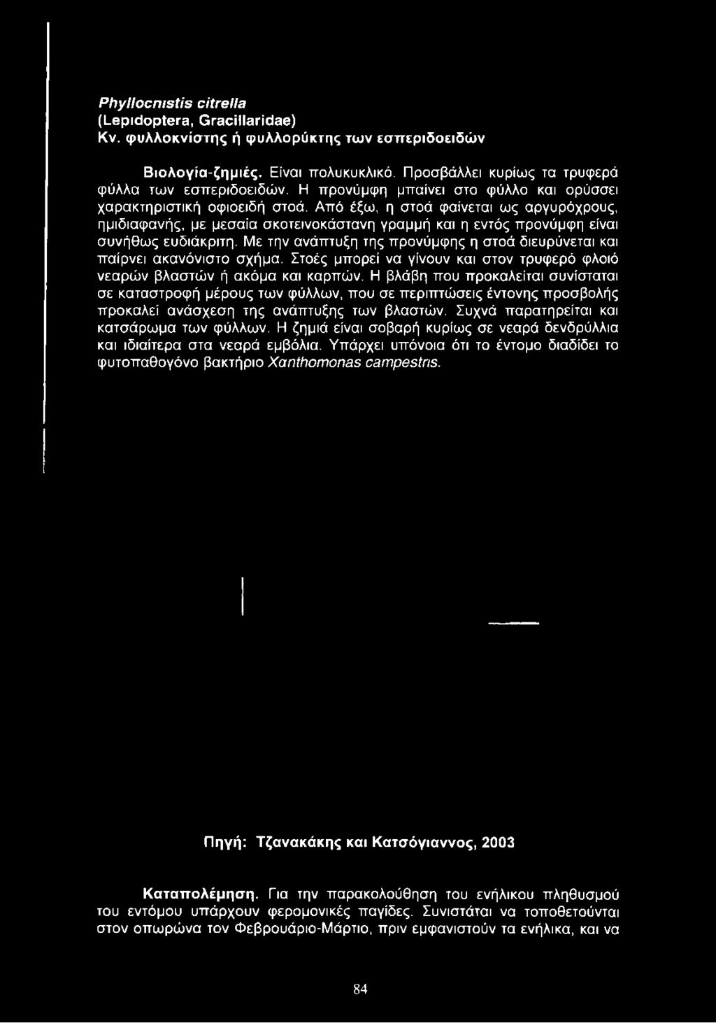 Από έξω, η στοά φαίνεται ως αργυρόχρους, ημιδιαφανής, με μεσαία σκοτεινοκάστανη γραμμή και η εντός προνύμφη είναι συνήθως ευδιάκριτη.