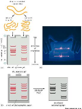HΛEKTPOΦOPHTIKH ANAΛYΣH TΩN ΘPAYΣMATΩN TOY DNA κοπή με ενδονουκλεάση
