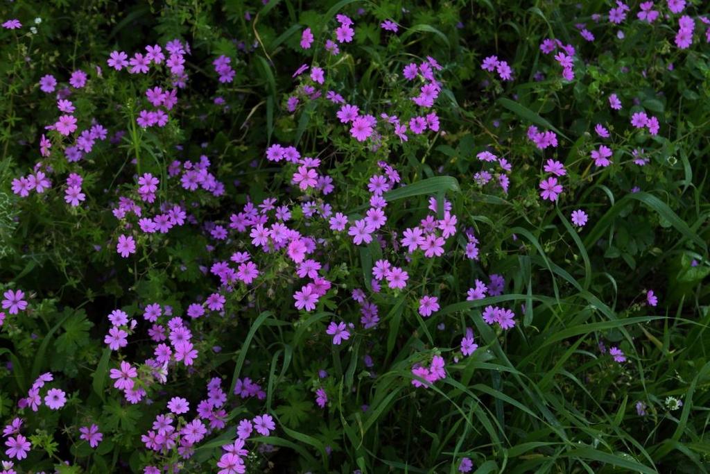 Geranium molle - Αγριογεράνι Είναι μονοετής πόα ύψους 50-70cm και βλαστό τρυφερό που σχηματίζει πολλές διακλαδώσεις Το βότανο πήρε το όνομά του και από την