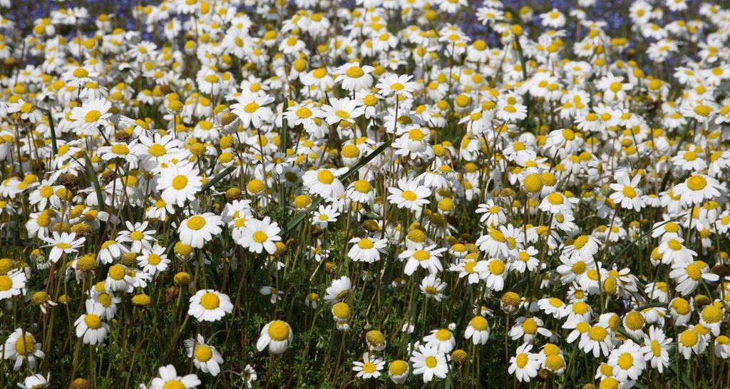 Μαργαρίτες Άγρια μαργαρίτα (Anthemis chia). Είναι φυτό μονοετές, διετές ή πολυετές που φτάνει τα 5-40 εκ. σε ύψος και είναι αραιά χνουδωτό.