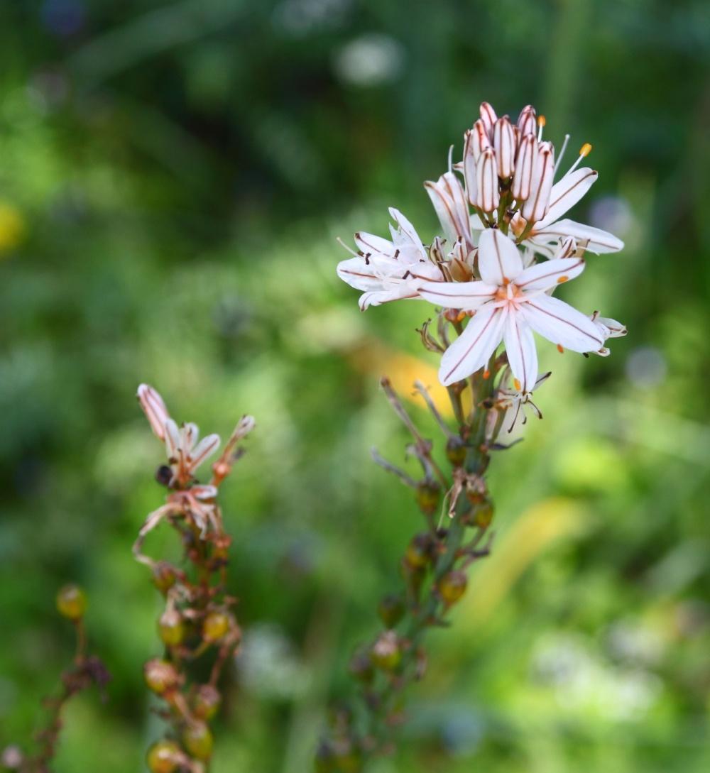 Ασφόδελος. Asphodelus aestivus ή microcarpus Στην Ελλάδα έχουμε 5 είδη. Ανθίζει από Μάρτιο μέχρι Απρίλιο, είναι πολύ καλό μελισσοκομικό φυτό.