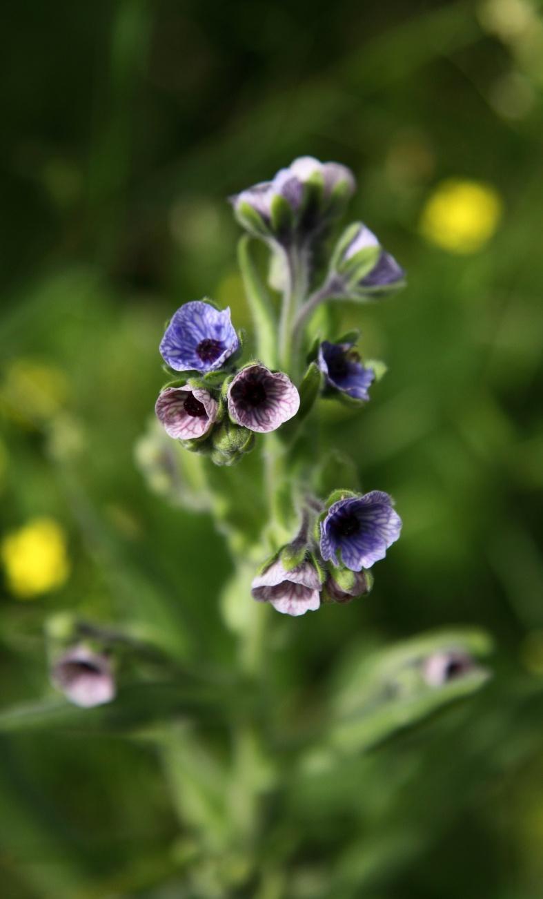 Κυνόγλωσσο το κρητικό - Cynoglossum creticum, Είναι φυτό διετές, με ρίζα κάθετη και φτάνει σε ύψος τα 80 εκατοστά. Η γεύση του βοτάνου είναι στυφή και προκαλεί ναυτία.