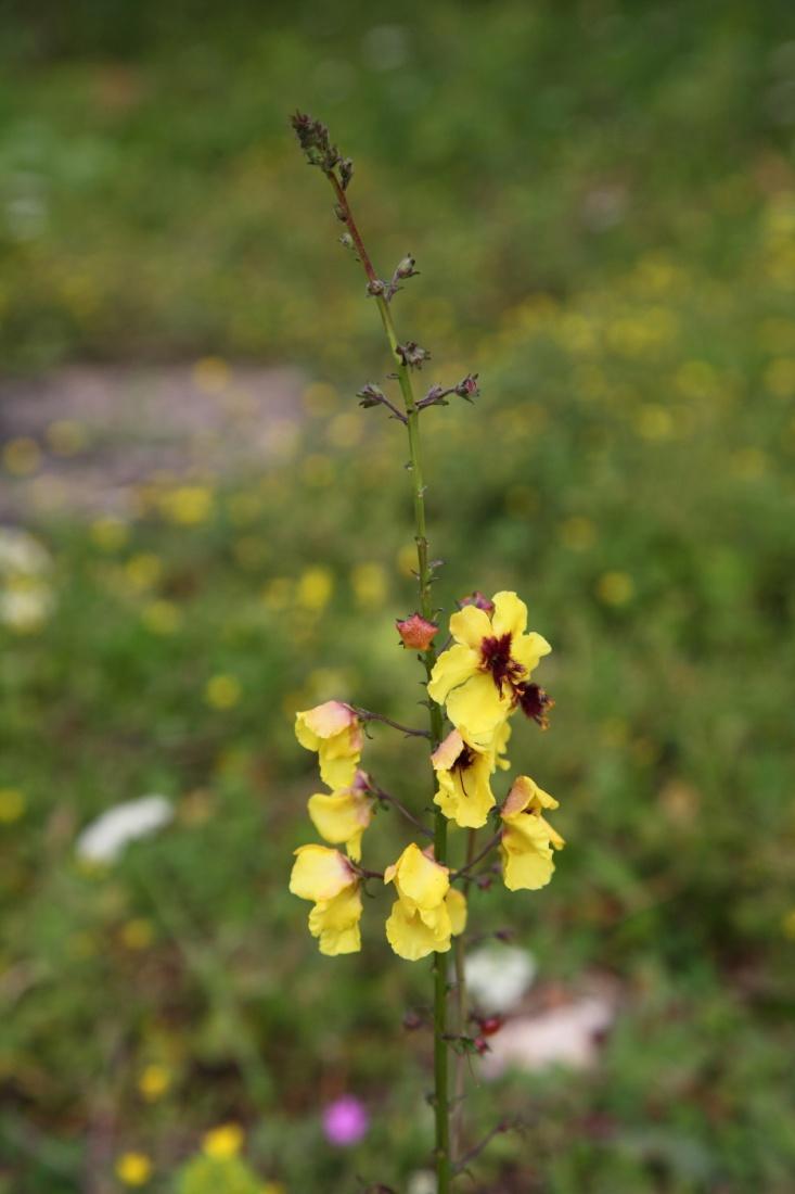 Βερμπάσκο Verbascum sinuatum Είναι αειθαλείς και ημιαειθαλείς, ετήσιες η πολυετείς πόες, που φτάνουν και τα 2m αλλά συνήθως κυμαίνεται από 50 έως 120cm.